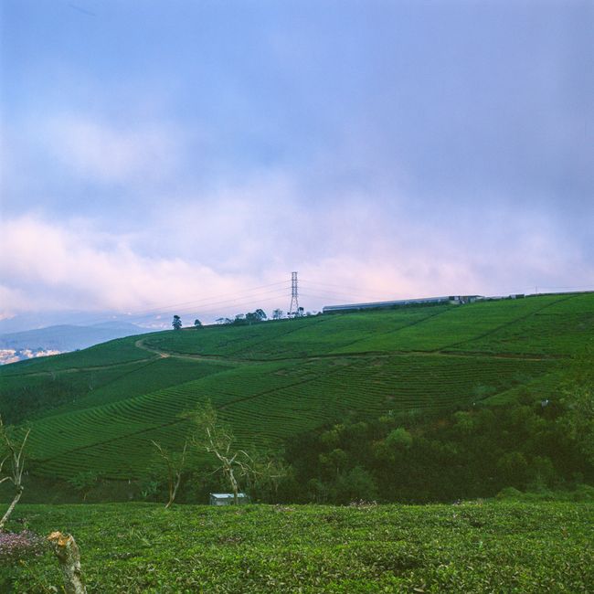 Campo de cultivo de té